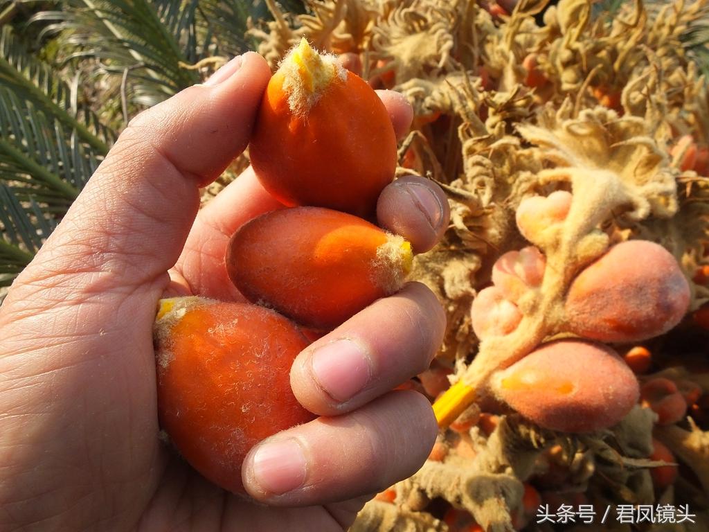 铁树结出“凤凰蛋”：有毒，别吃 第11张