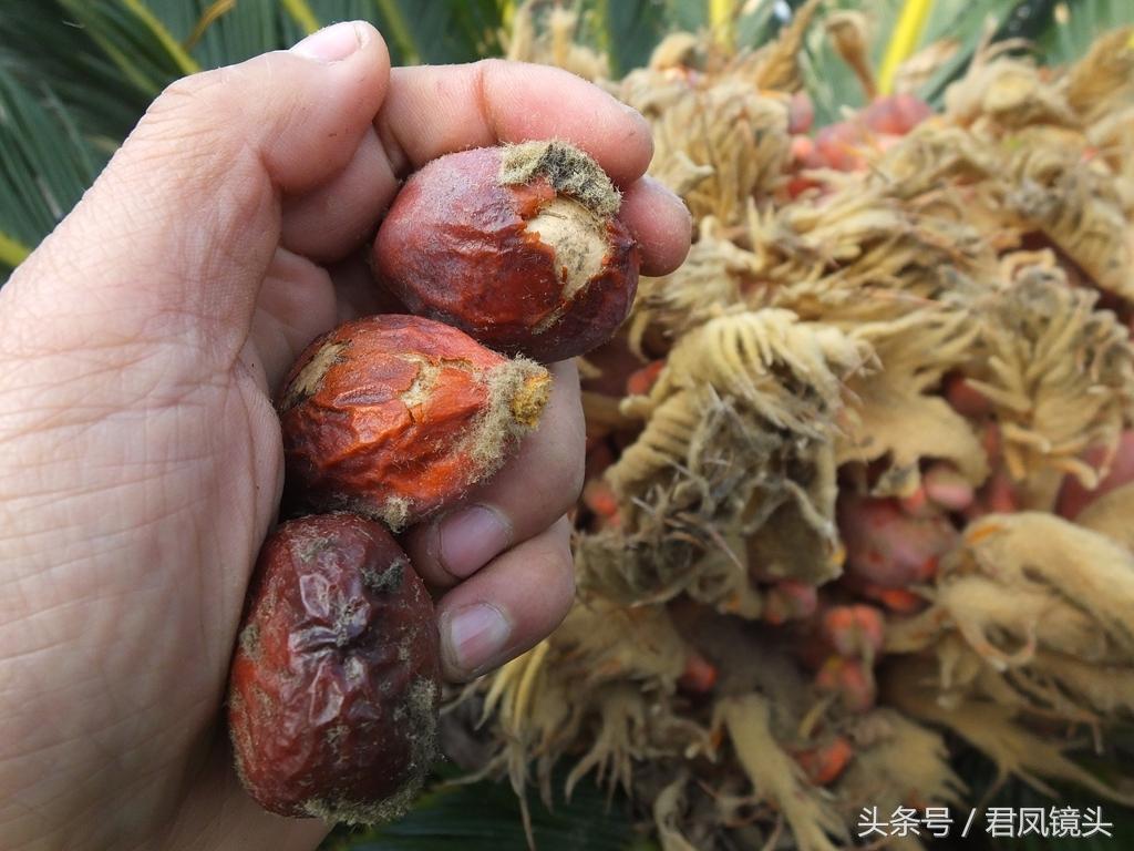 铁树结出“凤凰蛋”：有毒，别吃 第13张