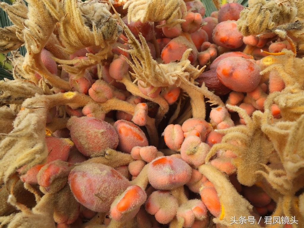 铁树结出“凤凰蛋”：有毒，别吃 第15张