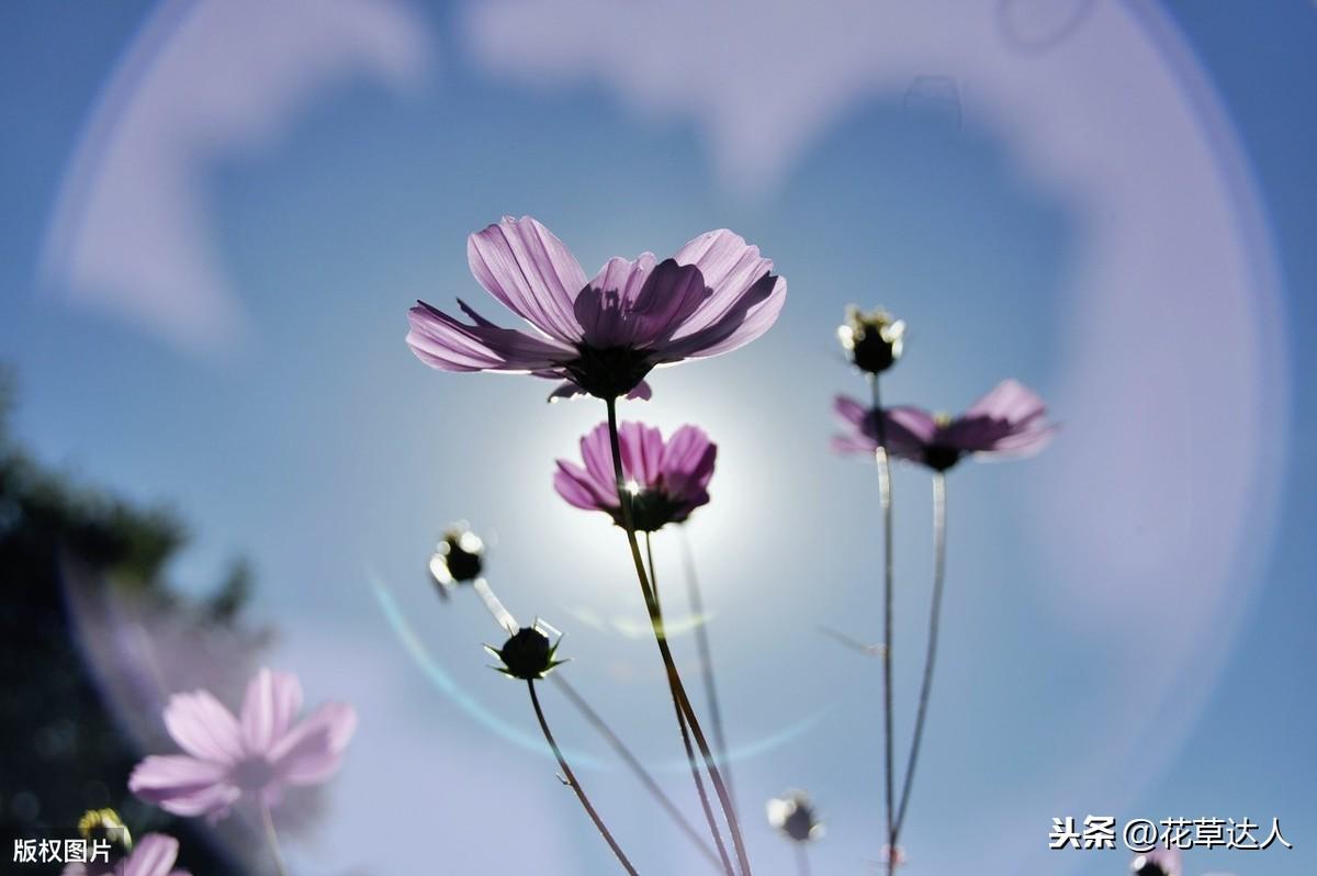 格桑花花语是什么 格桑花寓意及传说 第1张