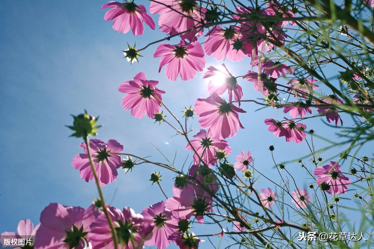 格桑花花语是什么 格桑花寓意及传说 第3张