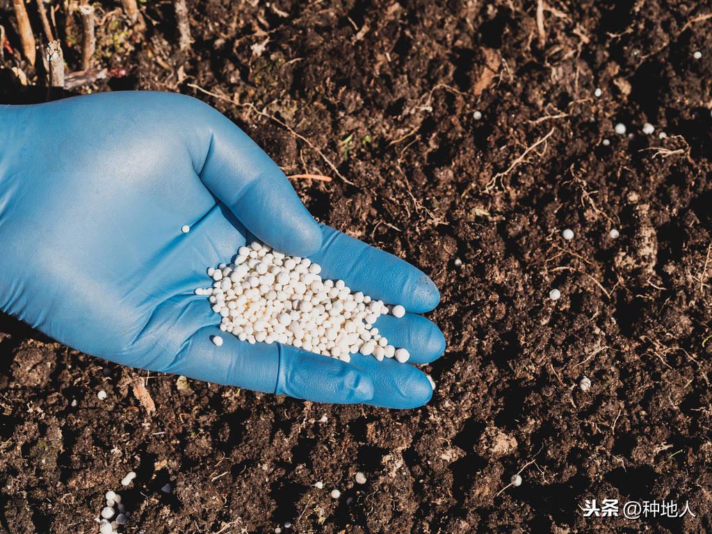 氮肥的作用和危害！不懂这些不要瞎施肥 第3张