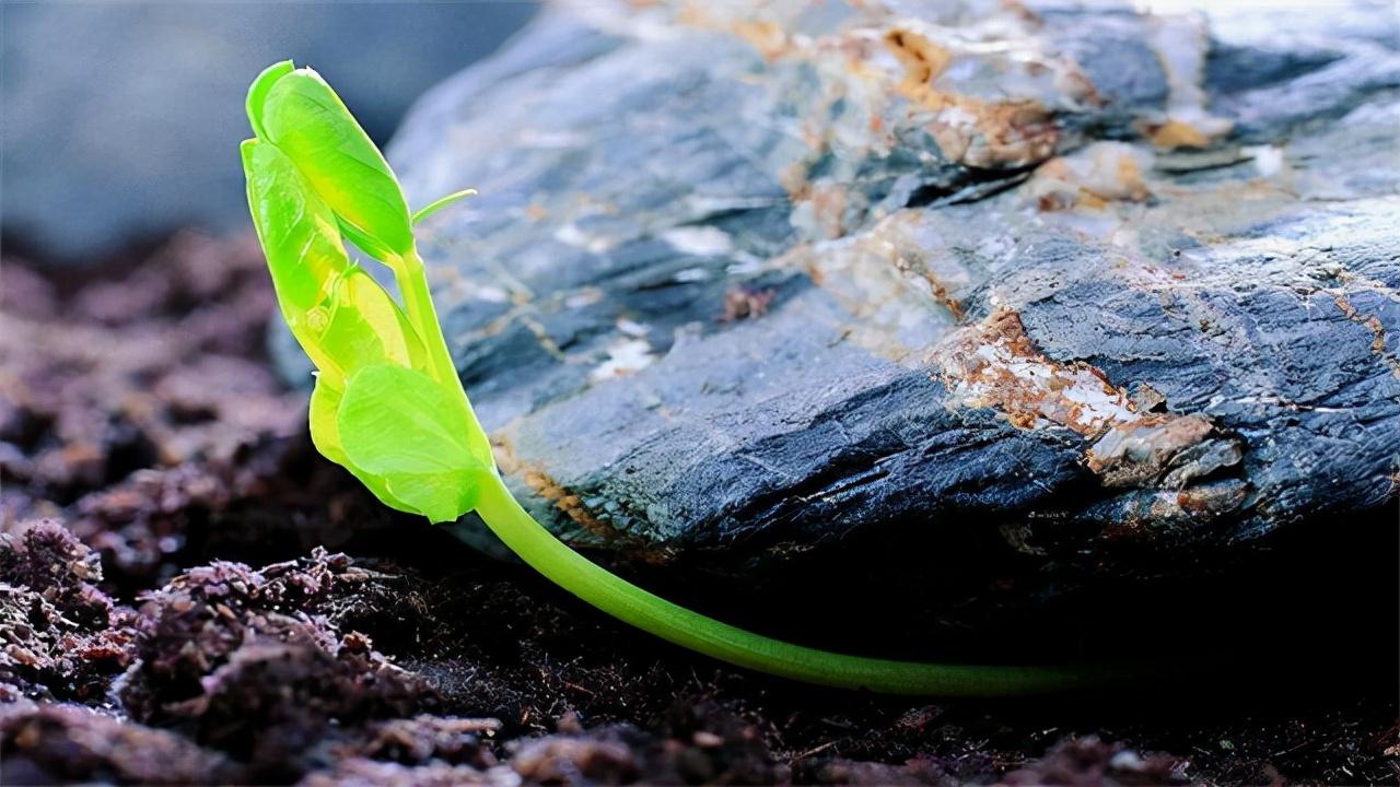 种子发芽的条件 第1张