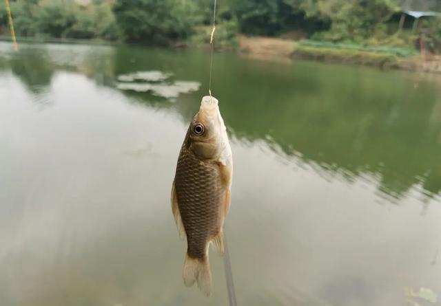 钓10条跑5条？是什么原因呢 第13张