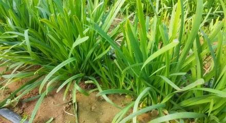 为什么绿化草坪不用韭菜？ 第1张