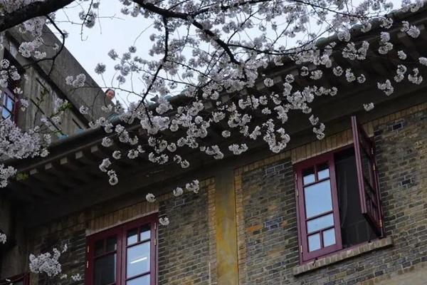 武汉大学樱花城堡历史是怎么样的?故事由来介绍 第1张
