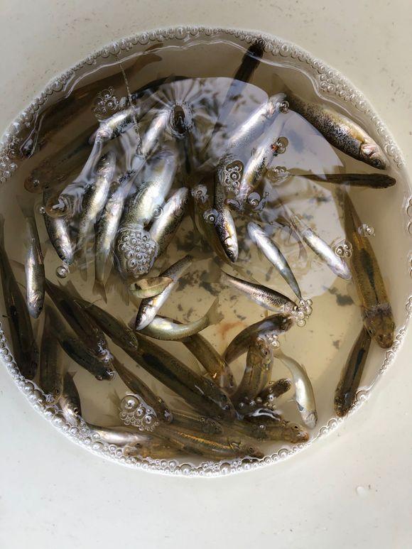 夏季小鱼闹窝很疯狂，四个套路它白忙 第1张