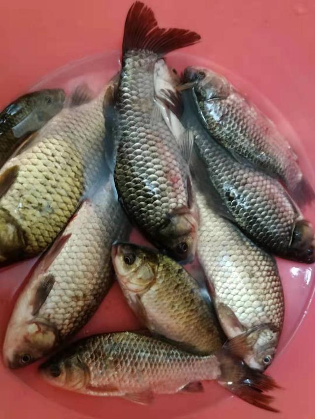 钓鱼如何避免钓到小鱼？这几个方法用好你钓的都是大的 第7张