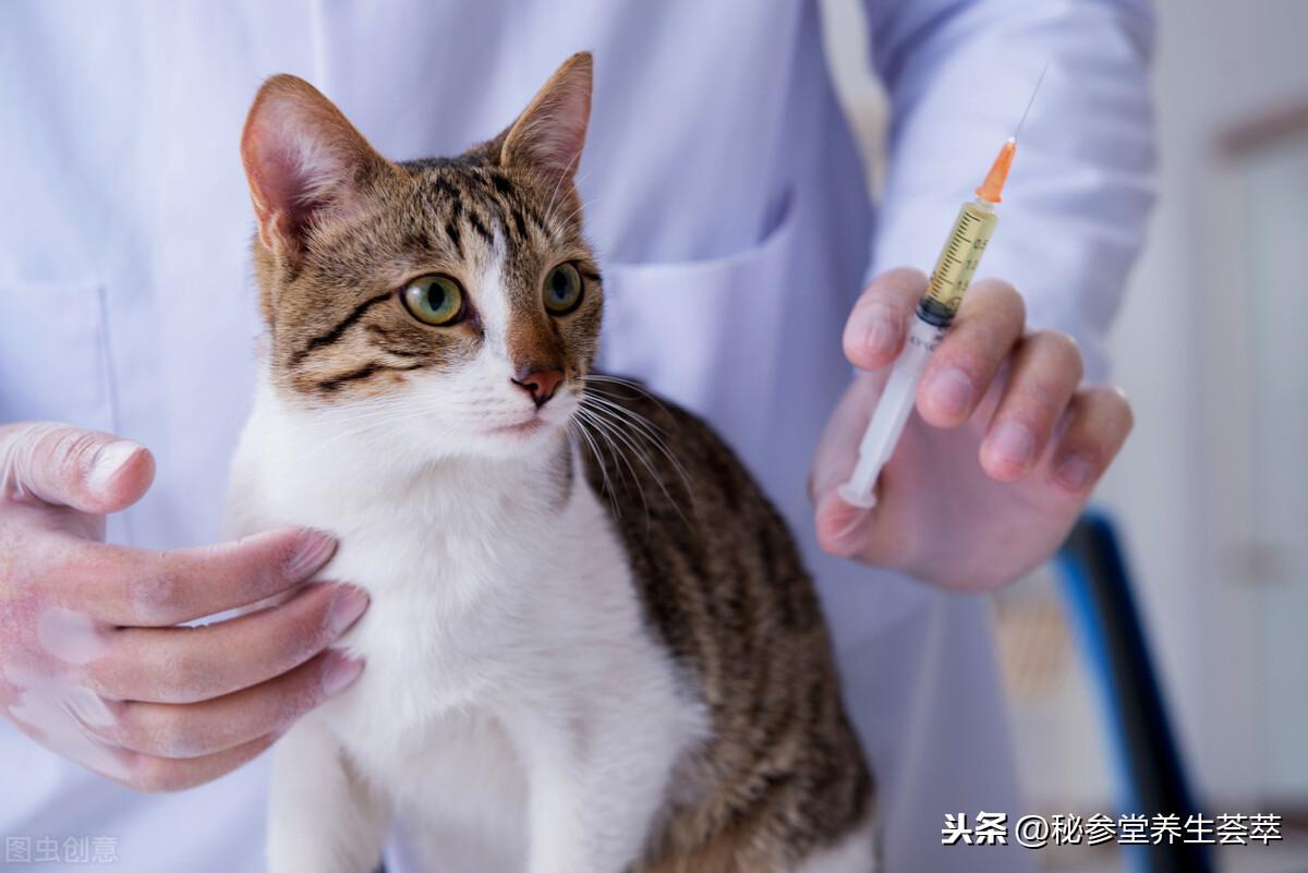 被猫抓伤多少天过危险期 第3张