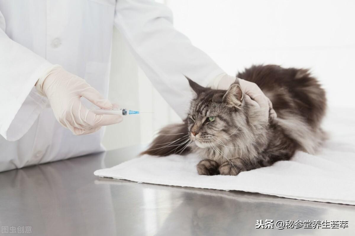 被猫抓伤多少天过危险期 第5张