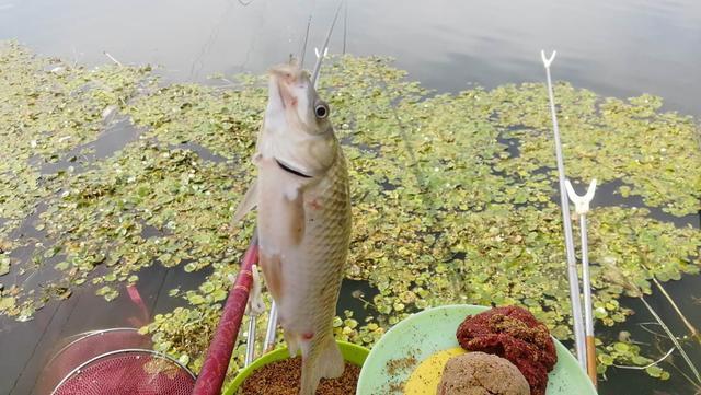 小鱼闹窝并不是坏事，明白这几点，再也不怕小鱼闹 第7张