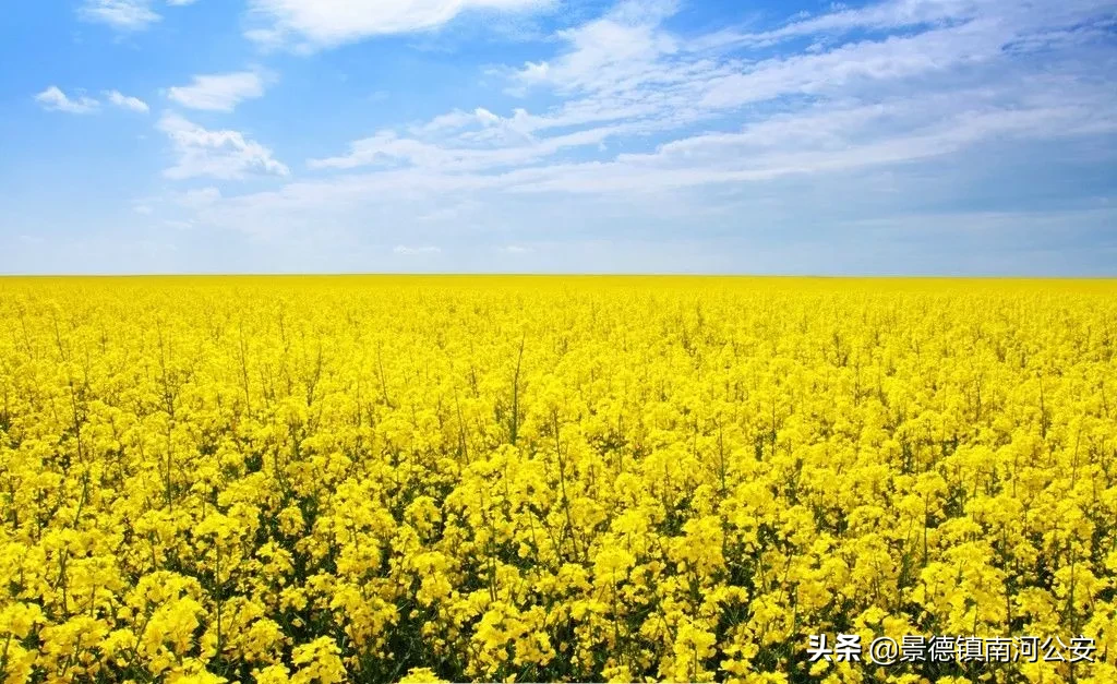 油菜花的诗句有哪些（赞美油菜花的诗句大全） 第3张