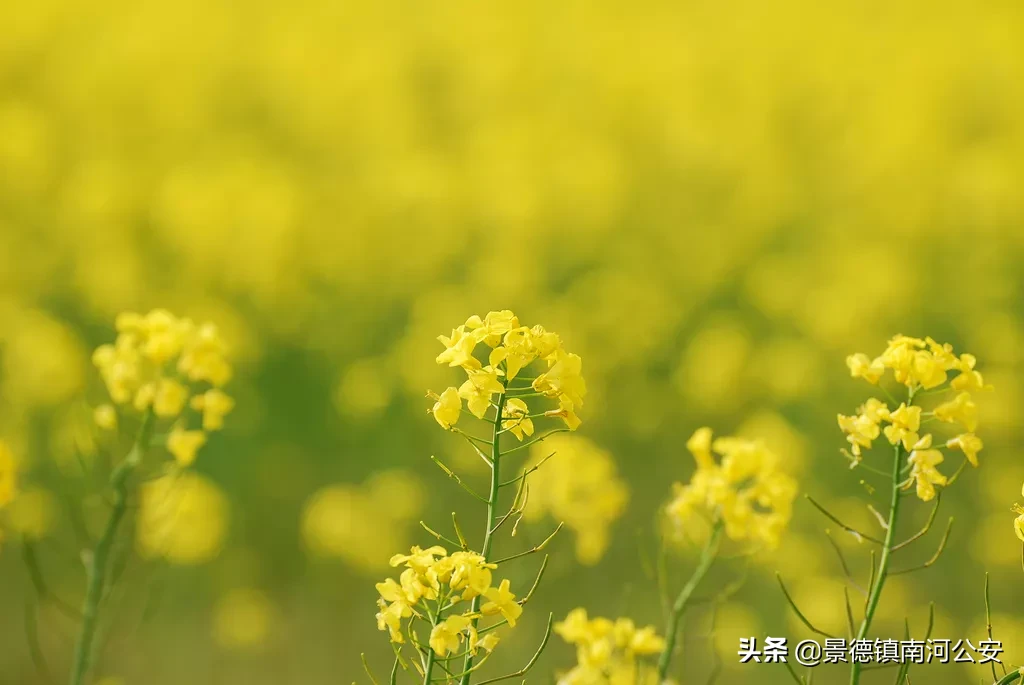 油菜花的诗句有哪些（赞美油菜花的诗句大全） 第5张