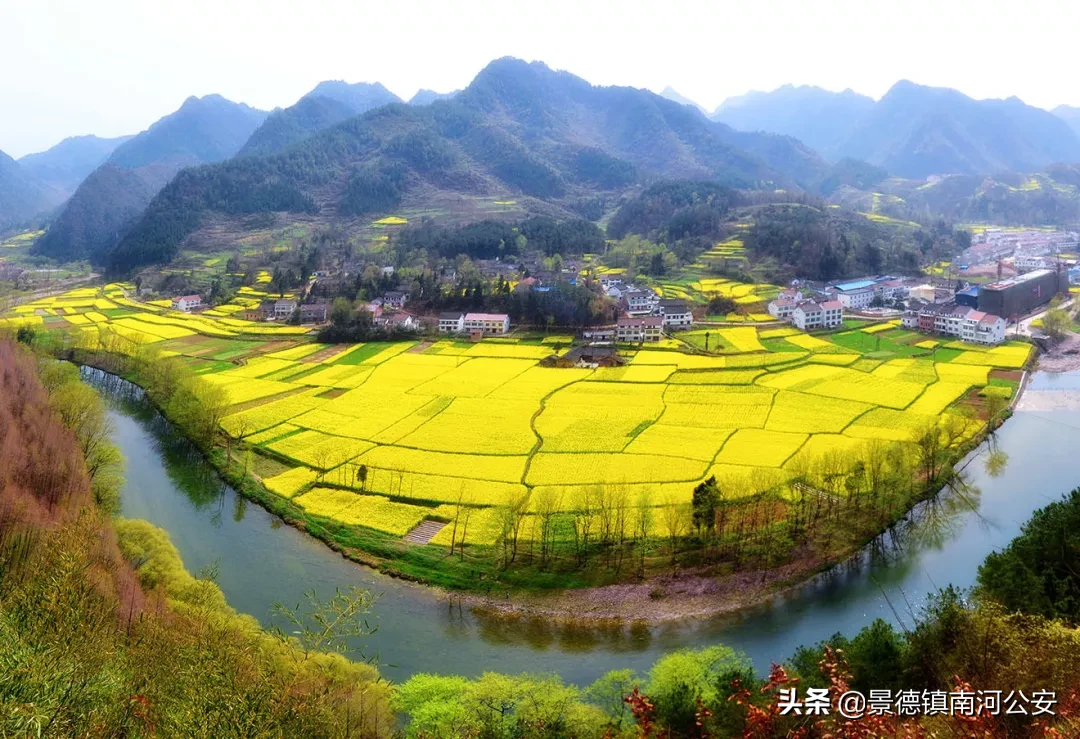 油菜花的诗句有哪些（赞美油菜花的诗句大全） 第13张