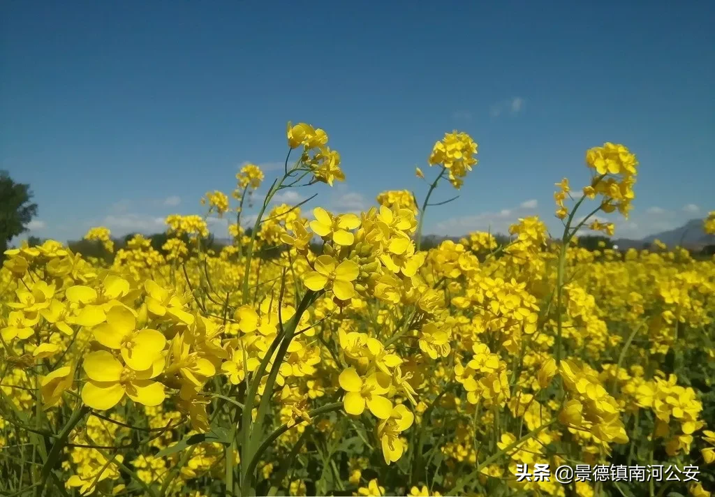 油菜花的诗句有哪些（赞美油菜花的诗句大全） 第17张