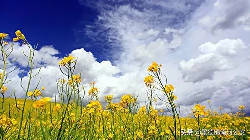 油菜花的诗句有哪些（赞美油菜花的诗句大全） 第19张