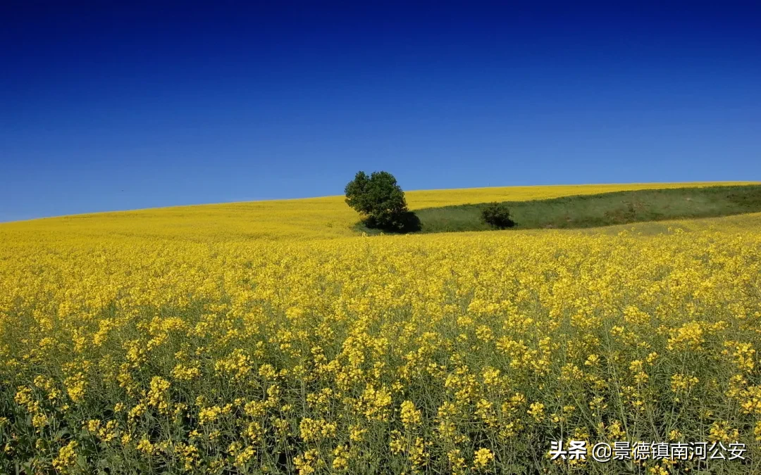 油菜花的诗句有哪些（赞美油菜花的诗句大全） 第29张