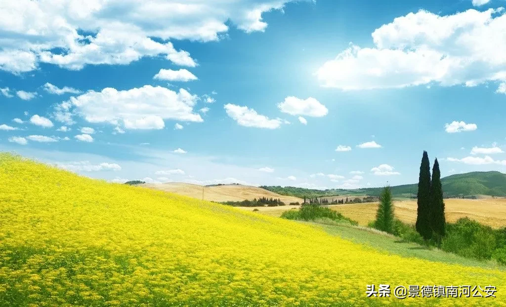 油菜花的诗句有哪些（赞美油菜花的诗句大全） 第31张