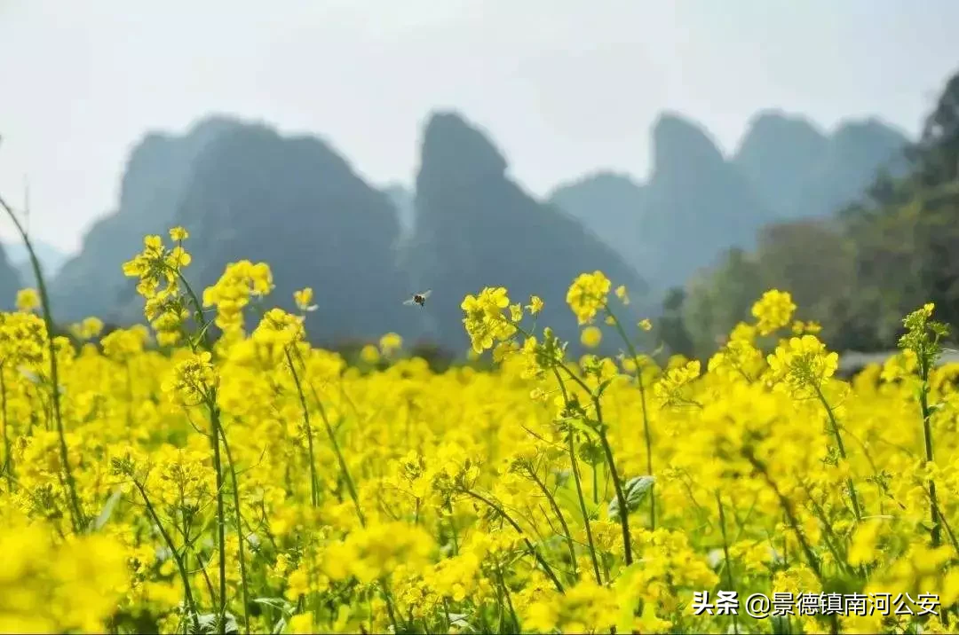油菜花的诗句有哪些（赞美油菜花的诗句大全） 第33张