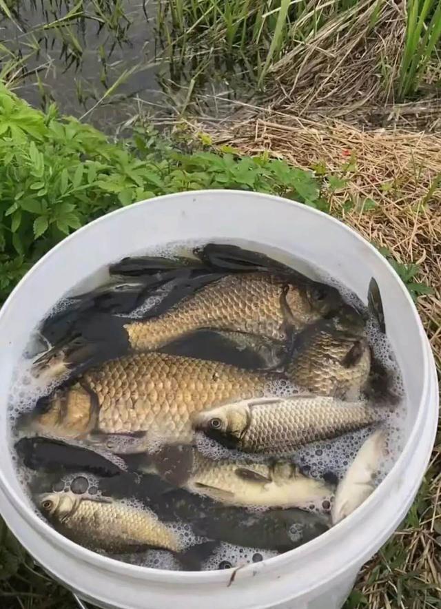又到小鱼闹窝疯狂季，这几招可轻松解决 第11张
