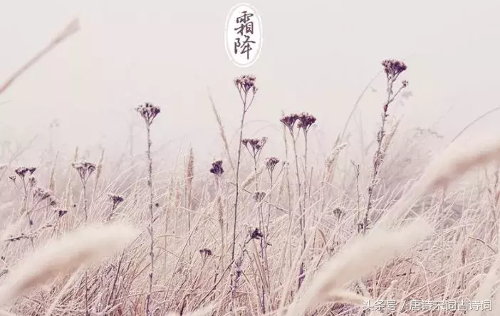 描写霜降的古诗有哪些（赞美霜的诗句古诗） 第1张