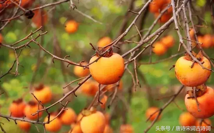 描写霜降的古诗有哪些（赞美霜的诗句古诗） 第3张