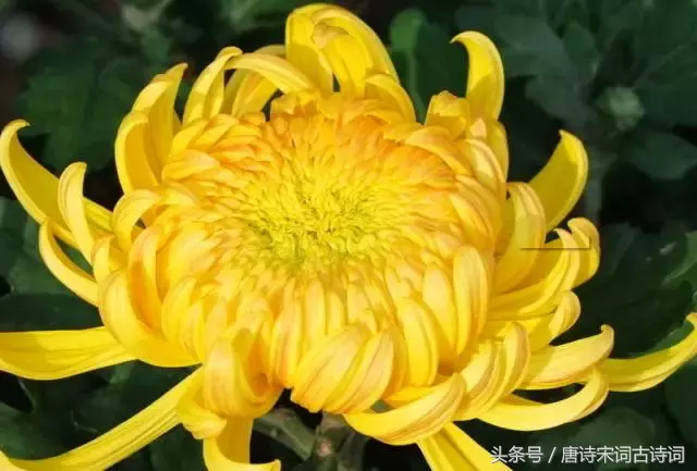 描写霜降的古诗有哪些（赞美霜的诗句古诗） 第5张