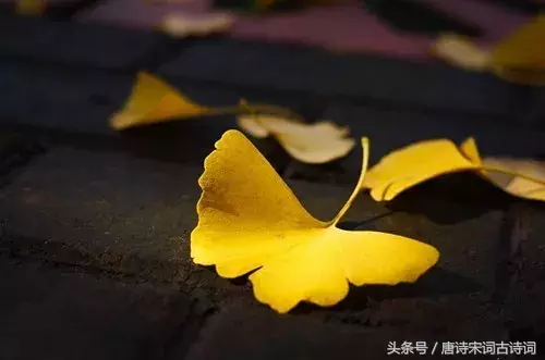 描写霜降的古诗有哪些（赞美霜的诗句古诗） 第11张