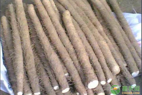山药长芽了还可以吃吗？如何保存山药才不会发芽？ 第3张