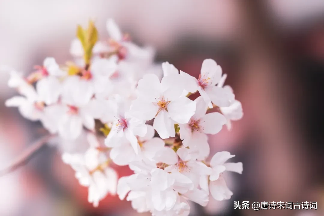 春分的诗词歌赋(春风最经典诗词) 第3张