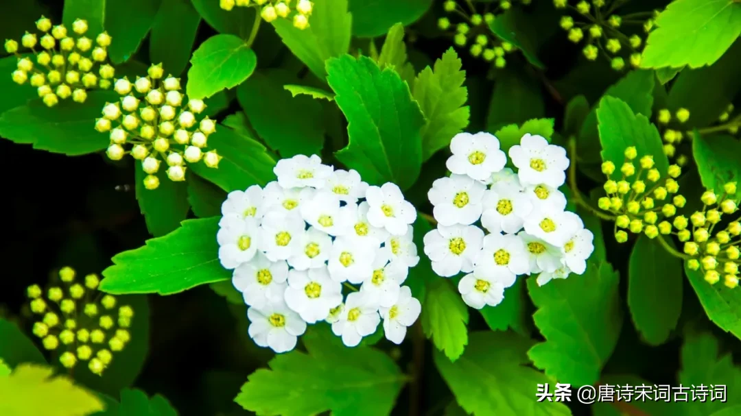 春分的诗词歌赋(春风最经典诗词) 第5张