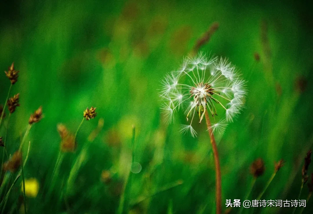 春分的诗词歌赋(春风最经典诗词) 第7张