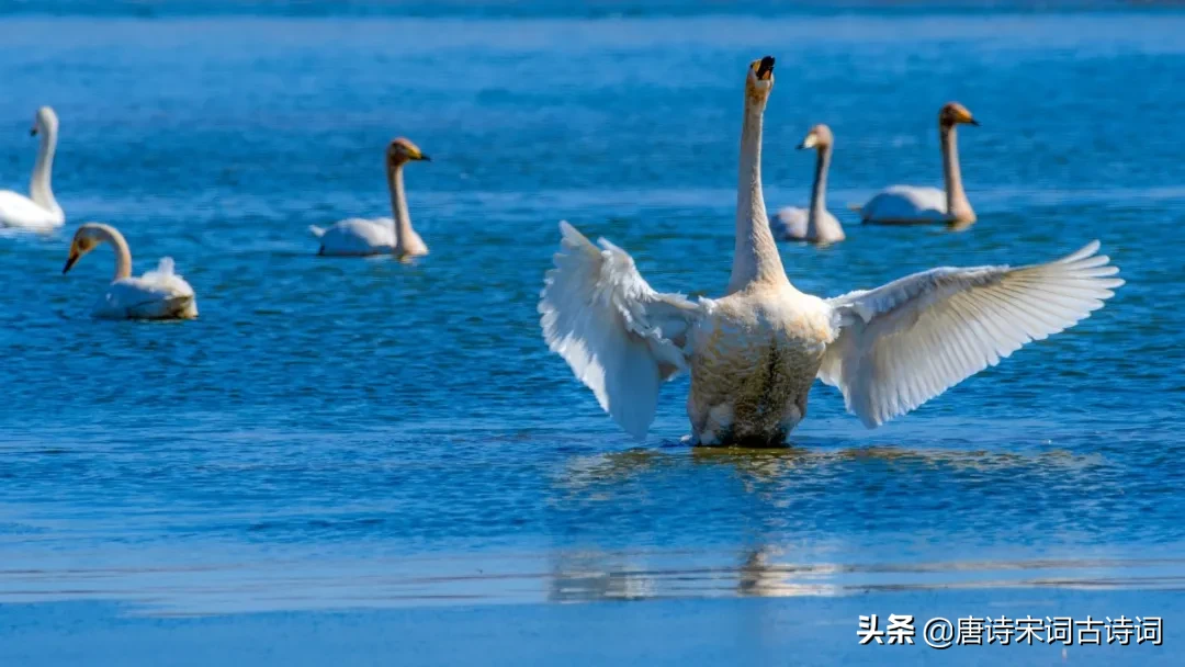 春分的诗词歌赋(春风最经典诗词) 第11张