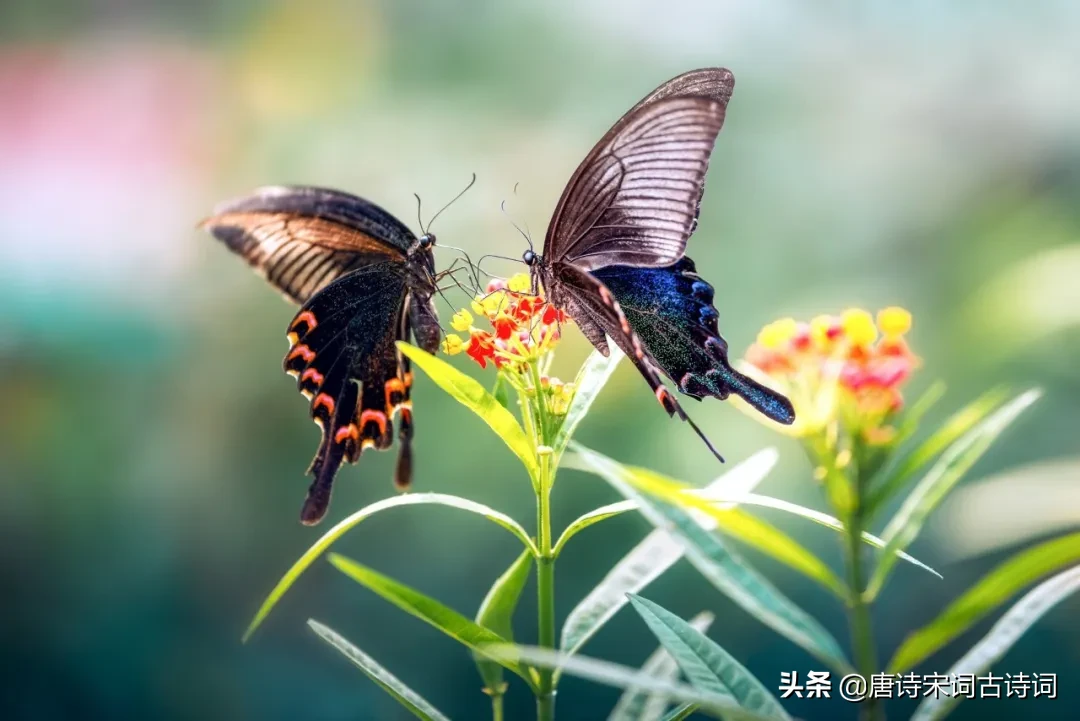 春分的诗词歌赋(春风最经典诗词) 第13张