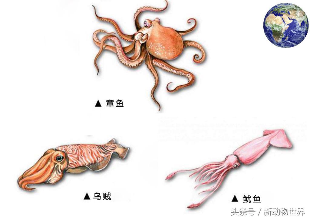 不要就知道吃，你知道章鱼、乌贼、鱿鱼三者间的区别吗？ 第1张