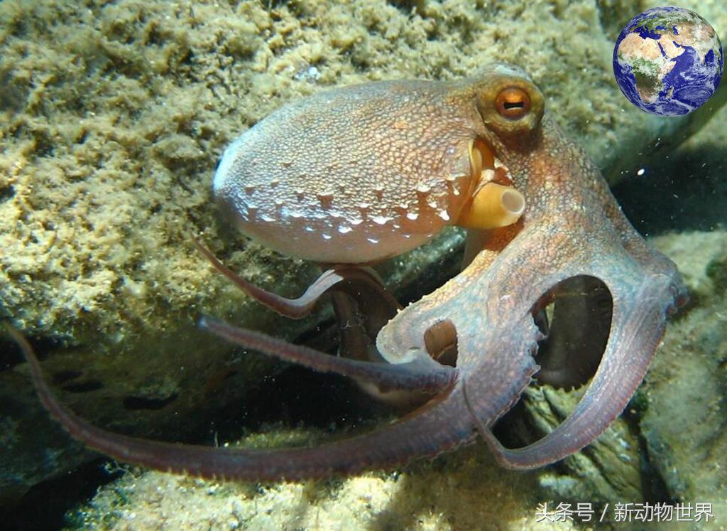 不要就知道吃，你知道章鱼、乌贼、鱿鱼三者间的区别吗？ 第3张