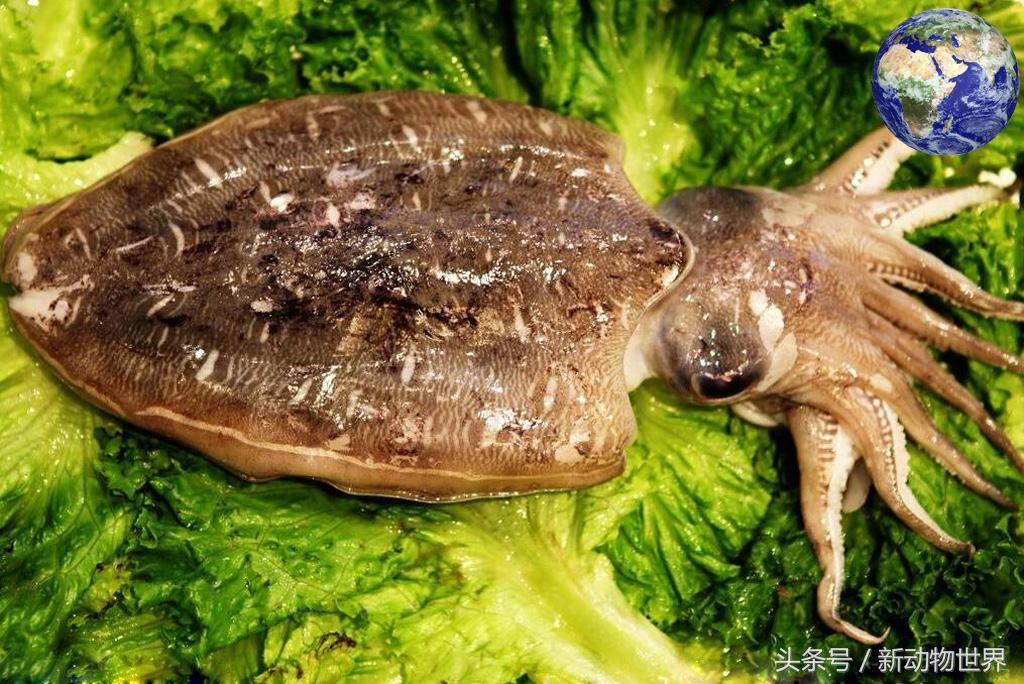 不要就知道吃，你知道章鱼、乌贼、鱿鱼三者间的区别吗？ 第5张