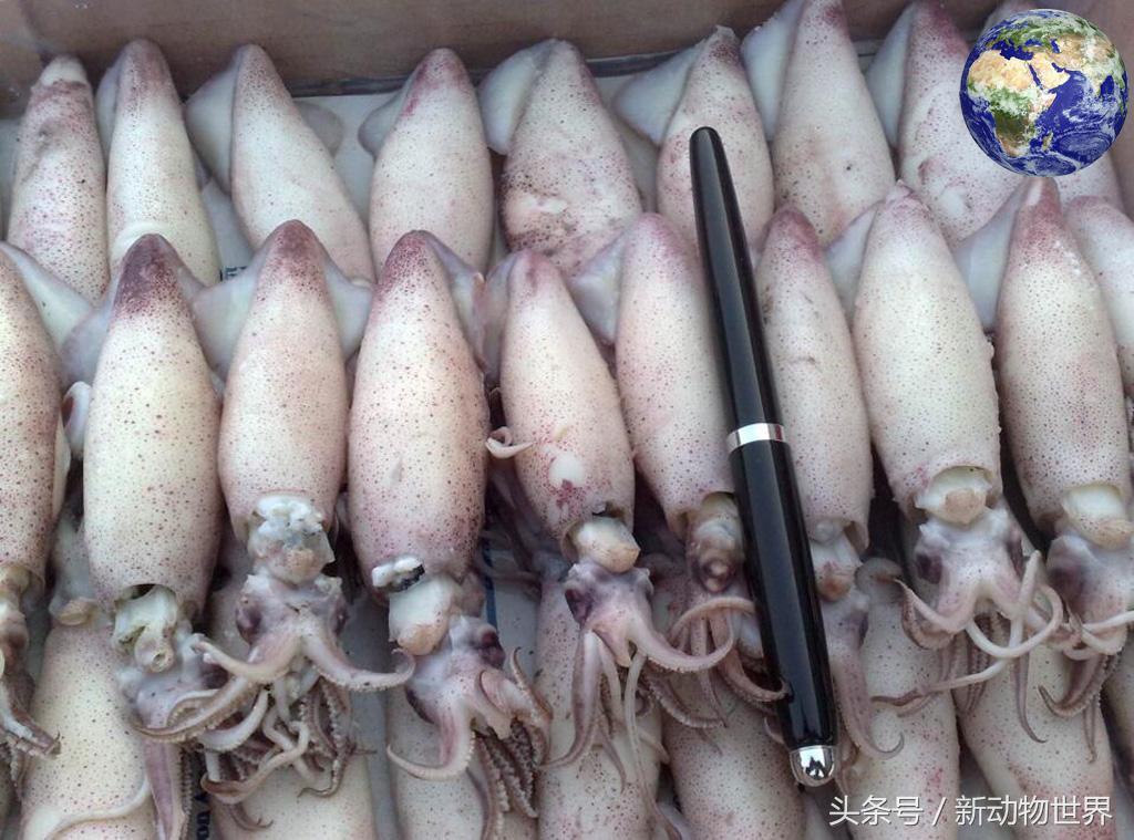 不要就知道吃，你知道章鱼、乌贼、鱿鱼三者间的区别吗？ 第7张