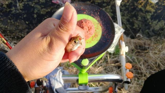 台钓遇到小杂鱼闹窝，这样解决的，简单实用钓得还多 第3张