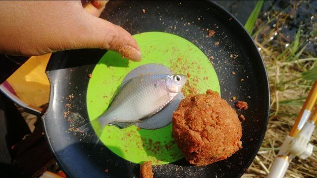 台钓遇到小杂鱼闹窝，这样解决的，简单实用钓得还多 第15张