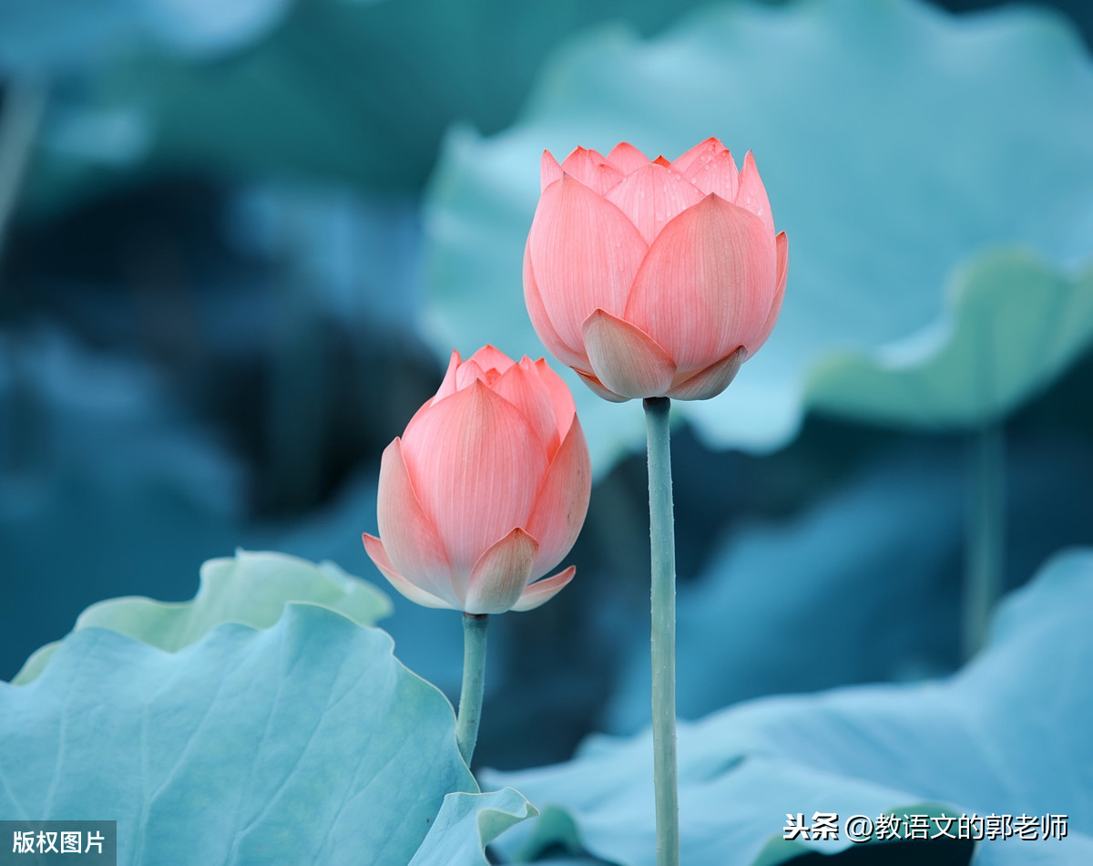 关于写荷花的诗句有啥（描写荷花荷叶的古诗） 第3张