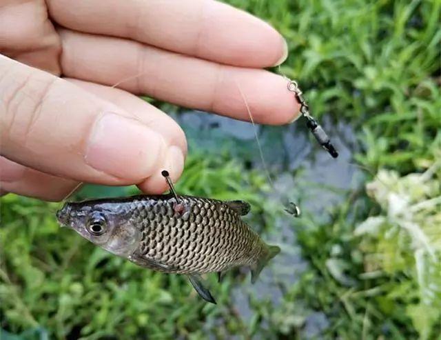 它让钓鱼人又爱又恨，详解麦穗鱼的钓法和应对办法 第13张