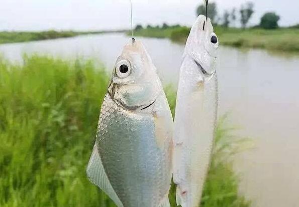野钓鲫鱼小鱼太多怎么办？通过如下办法可解决 第5张