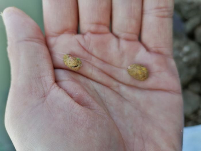 春季钓鱼，如何有效避开麦穗闹窝？4个方法帮助你 第9张