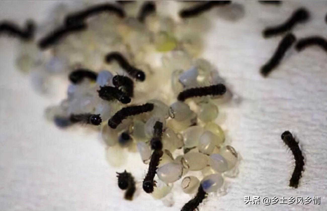 蚕的生长过程 第5张
