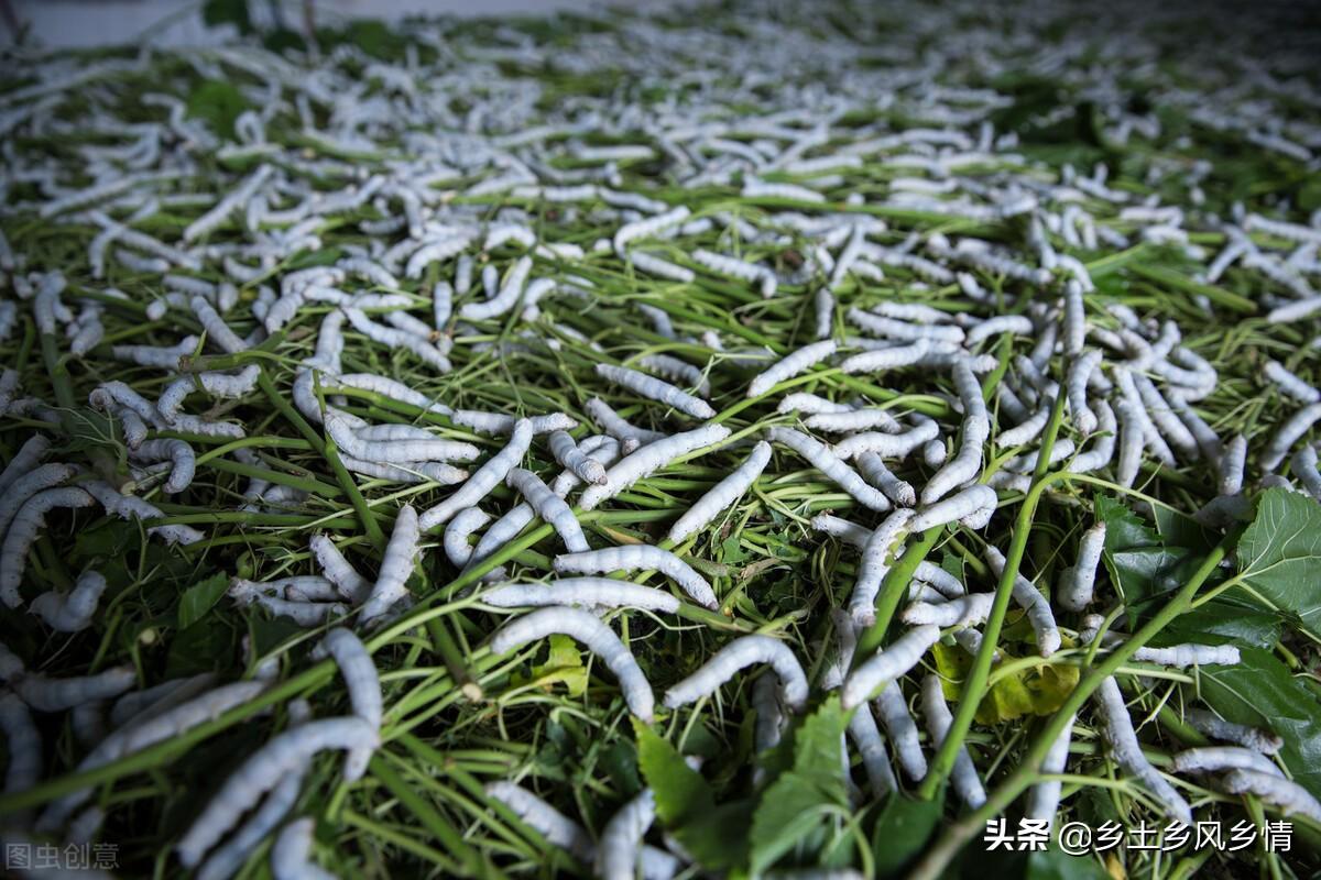 蚕的生长过程 第7张