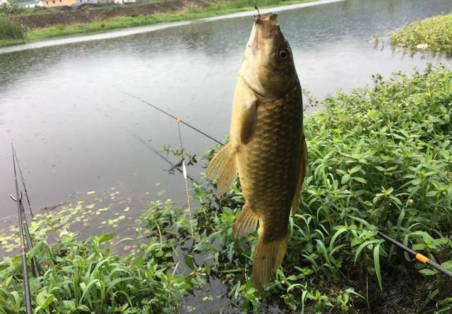 天一热杂鱼就来抢食？春季小鱼闹未必是坏事 第3张