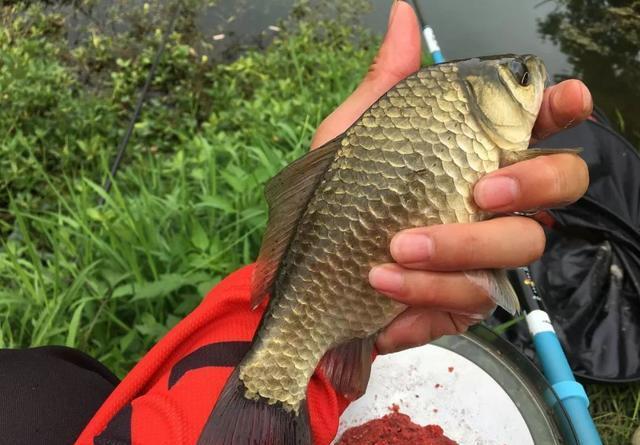 天一热杂鱼就来抢食？春季小鱼闹未必是坏事 第7张