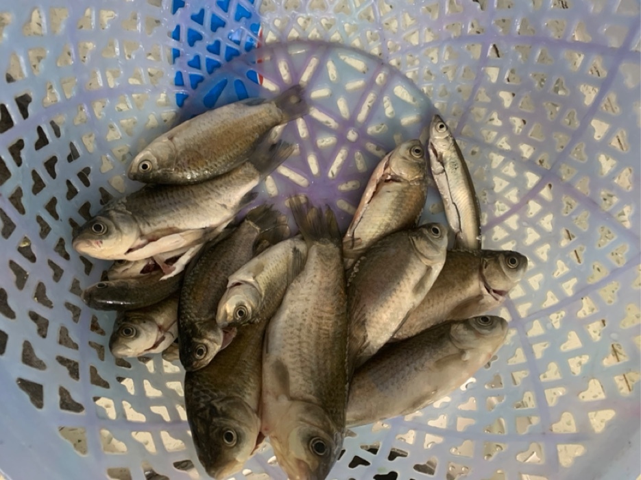 家后面的野河钓鱼，小餐条闹钩，要如何应对解决 第3张