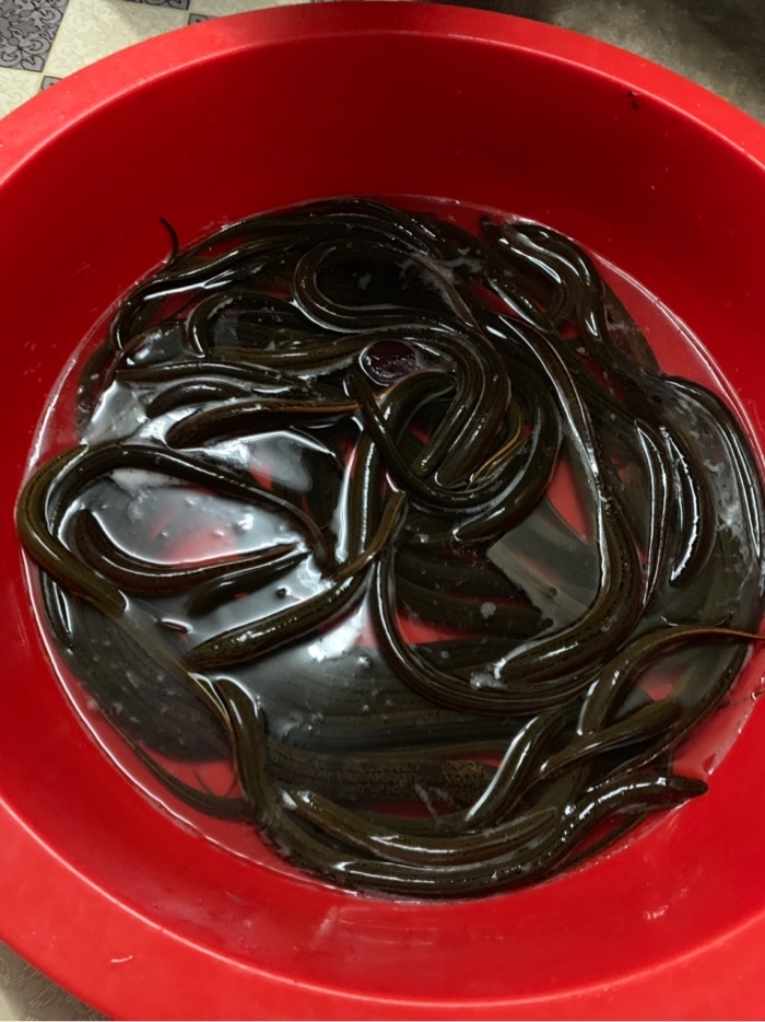 家后面的野河钓鱼，小餐条闹钩，要如何应对解决 第11张